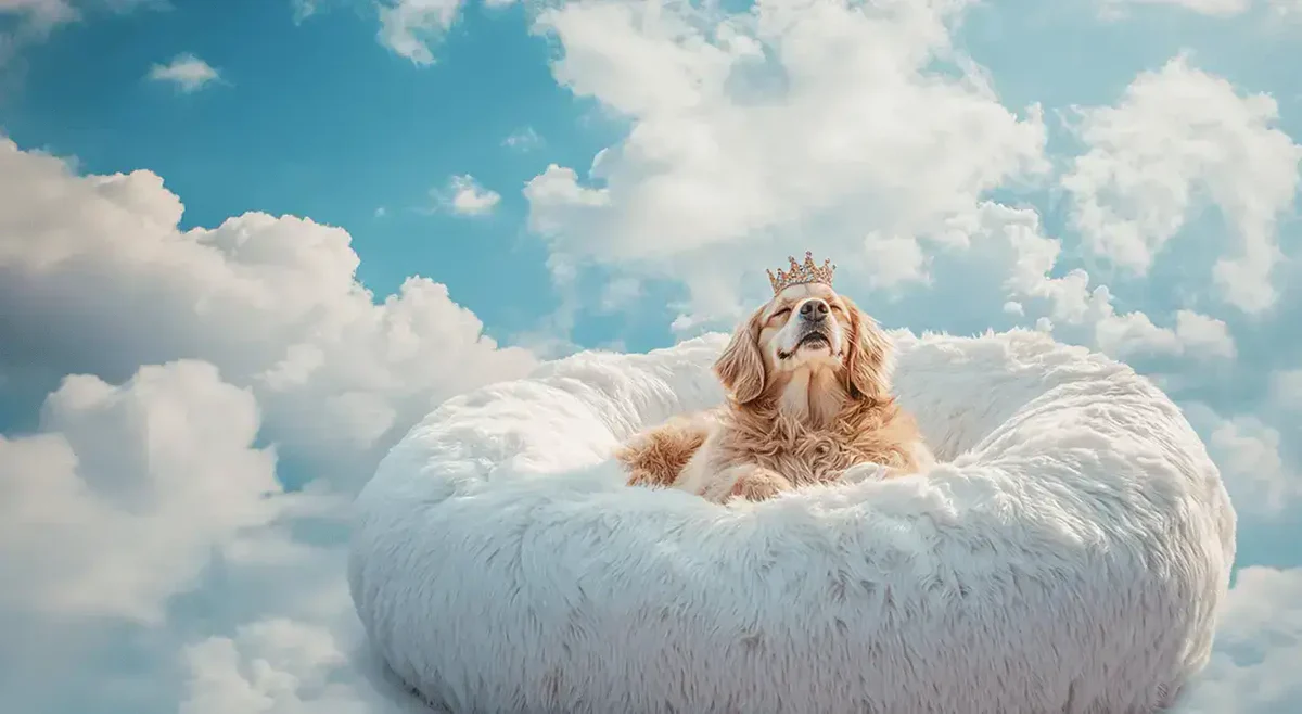 Join the World's Fluffiest Family